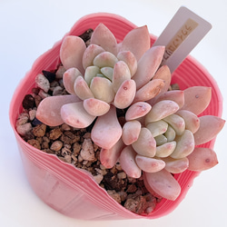 多肉植物 ピクシープラム 韓国苗 多肉植物 pariʚ❤︎ɞtaniku