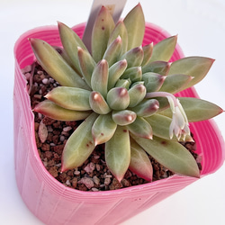 【サービス品@1980〜】ピンクファンキー錦 Amazon.co.jp: 多肉植物 韓国苗 ピンクファンキー錦 : おもちゃ