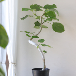 フィカス アルテシマ 沖縄産 極太 曲がり 一点物 calm cafe 多肉植物