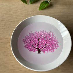 【再販】　盃　満開-full bloom-　桜-sakura-　冷感 2枚目の画像