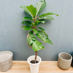 現品］【希少】10番 フィカス アフリカンプリンス 8号 観葉植物 室内 