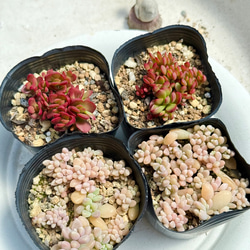 紅葉もりもりセット＊3種類＊多肉植物＊抜き苗かポットごと＊アクレ