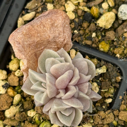 レア‼️石蓮花錦(7-46)＊多肉植物＊抜き苗 多肉植物 ＊N＊ 通販