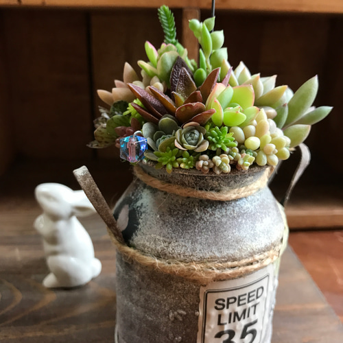 リメ缶 多肉植物寄せ植えのおしゃれなアレンジ・飾り方の