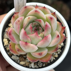 人気レア品種！☆リンゼアナ×ざわわ 多肉植物 自家繁殖 国産 多肉植物