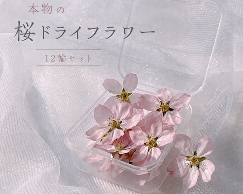 生花のような瑞々しさ桜ドライフラワー／レジン・アクセサリー用／初回