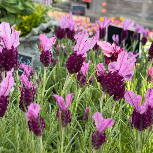 フレンチラベンダー「バルセロナローズ」 花苗 花 苗 ガーデニング