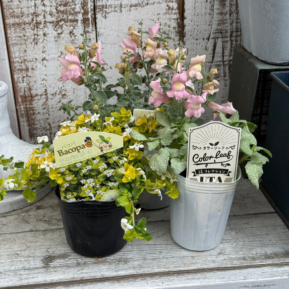 キンギョソウ」ふわふわ可愛い寄せ植え※寄せ植えセット 花苗 花 