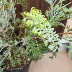 花芽付き グレビレア クリームパッション 鉢植え 苗 苗木 オージー
