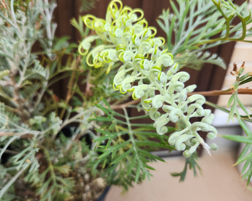 花芽付き グレビレア クリームパッション 鉢植え 苗 苗木 オージー