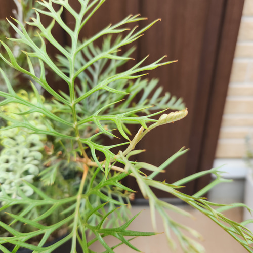 花芽付き グレビレア クリームパッション 鉢植え 苗 苗木 オージー