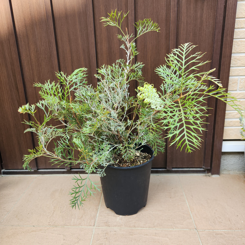 花芽付き グレビレア クリームパッション 鉢植え 苗 苗木 オージー