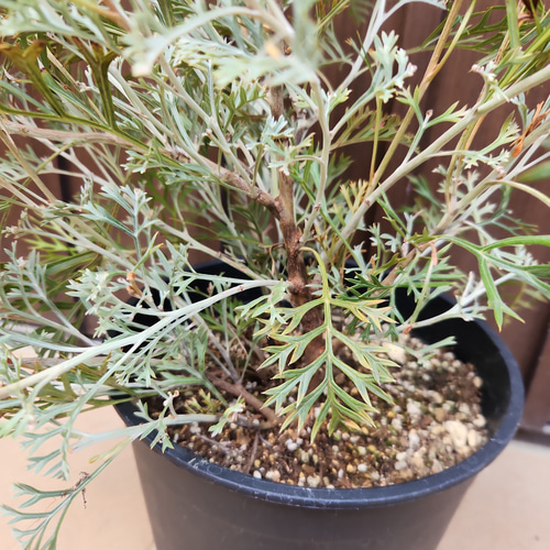 花芽付き グレビレア クリームパッション 鉢植え 苗 苗木 オージー