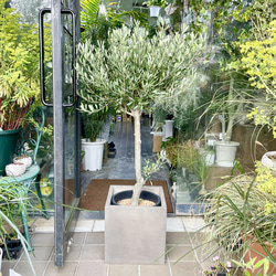 光触媒 人工観葉植物 ウォールグリーン フェイクグリーン サンスベリア