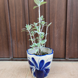 オリーブの木 エルグレコ ホワイト鉢植え 苗 シンボルツリー その他