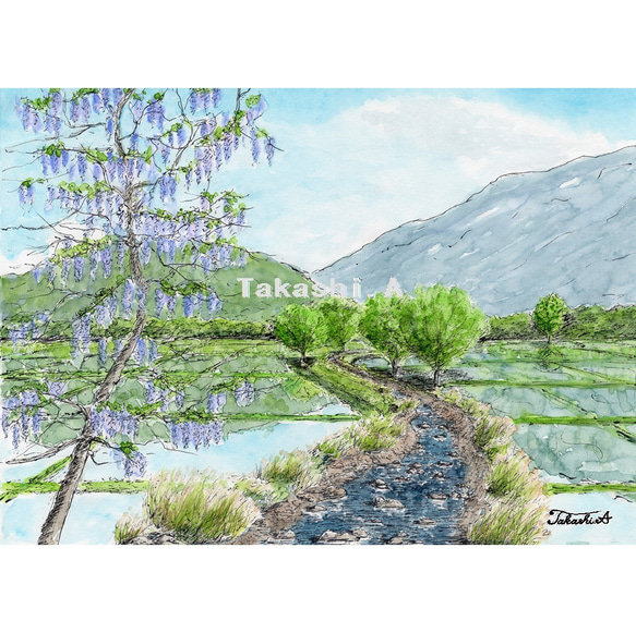 原画一点物 「藤の花の咲く頃」 ＜ペンスケッチ＋透明水彩＞ 絵画