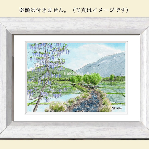 原画一点物 「藤の花の咲く頃」 ＜ペンスケッチ＋透明水彩＞ 絵画