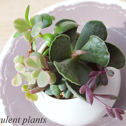 多肉植物寄せ植えセット のおすすめ人気通販 検索結果｜Creema