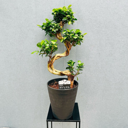 現品］4番 フィカス ベンガレンシス 曲がり 8号 観葉植物 室内 大型