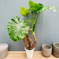 現品］【希少】17番 クワズイモ 8号 観葉植物 室内 大型 綺麗 おしゃれ 