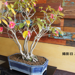 盆栽 『グミ』 和風 インテリア 花 園芸 ガーデニング オブジェ 観葉