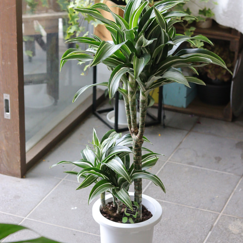 観葉植物♡ドラセナ ワーネッキー【ジェイドジュエル】 観葉植物♡ドラセナ ワーネッキー【ジェイドジュエル】 その他