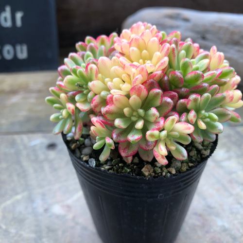 小人の祭り錦♡斑入り♡多肉植物♡レア品種♡ アートフラワー パリ