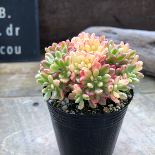 ブラックローズ錦 錦 多肉植物 お纏め　多肉植物　シプラス錦　カット カキコ メルカリ - カット苗 その他