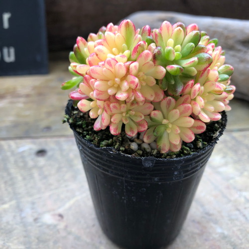 小人の祭り錦♡斑入り♡多肉植物♡レア品種♡ アートフラワー パリ