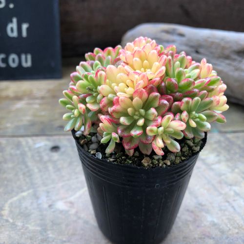 小人の祭り錦♡斑入り♡多肉植物♡レア品種♡ アートフラワー パリ