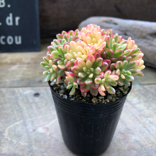 小人の祭り錦♡斑入り♡多肉植物♡レア品種♡ アートフラワー パリ
