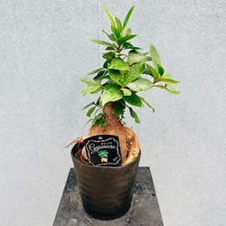 在庫］【希少】 パンダガジュマル 接木 プラスチック鉢 観葉植物 レア