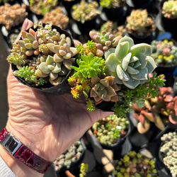 多肉植物 アリエル 3苗 その他インテリア雑貨 mugi-moko 通販 17346935