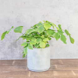 ≪ レア植物 ≫室内管理もオッケーなユーフォルビア・ブレビフォリアの