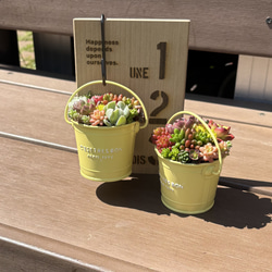 多肉植物 寄せ植え そのまま飾れる♡.*゜リース♡*°オレンジ 多肉植物