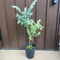 Sale☆ プンゲンストウヒ ホプシー ポット苗 鉢植え 新緑 美形 盆栽