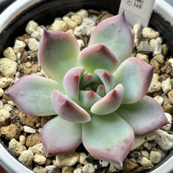 人気レア品種！☆風の花（子株付き）多肉植物 自家繁殖 国産 多肉植物
