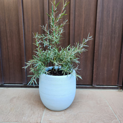 かっこいい☆アカシアブルーブッシュ鉢植え ミモザ苗 ロックガーデン