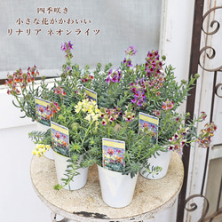 リナリア 紫の花鉢 リナリア 紫の花鉢