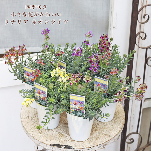 花苗 宿根 リナリア エルギネア ネオンライツ 2.5号 多年草 四季咲き