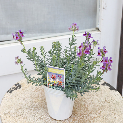 リナリア 紫の花鉢 花苗 宿根 リナリア エルギネア ネオンライツ 2.5号 多年草 四季咲き
