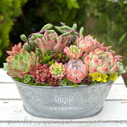 多肉植物寄せ植え　そのまま飾れる　大きなブリキ☆* fcbf33fe431e7c275e48dea17d2361