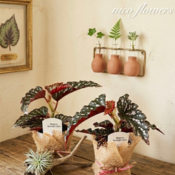 シック♡フィカス♡メラニー♡ゴムの木♡観葉植物♡6号鉢♡ アート