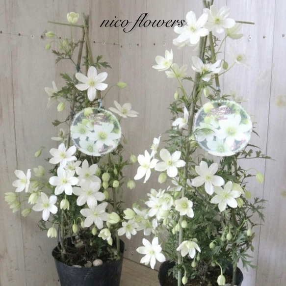咲き終わり♡タワー仕立て♡常緑♡クレマチス♡カートマニージョー