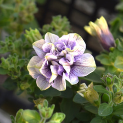 ペチュニア「パープルベイングリーンエッジ」 花苗 花 苗 ガーデニング