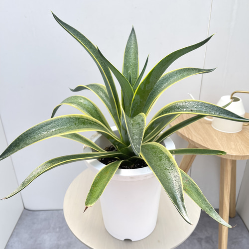 アガベ ベネズエラ錦 17【現品】観葉植物 ドライガーデン 6号 その他 