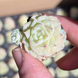 多肉植物(韓国苗) エケベリア 氷砂糖水晶 アイスシュガークリスタル