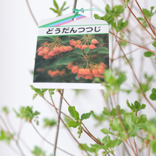 どっしり大株♡紅ドウダンツツジ♡シンボルツリーにも その他