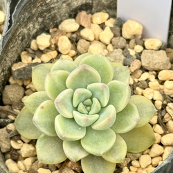 ピンクプリティ＊多肉植物＊抜き苗 多肉植物 ＊N＊ 通販 18316442