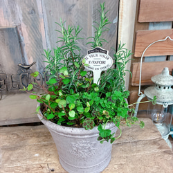現品のみ♡【フィカス バンビーノ】育てやすいカッコイイ観葉植物